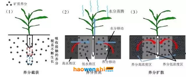 水稻根系適用性示意圖