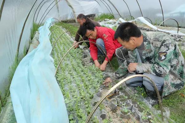 塑料大棚多層覆蓋栽培.jpg