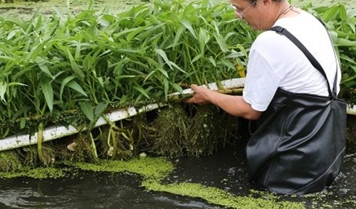 浮板水培技術(shù).jpg