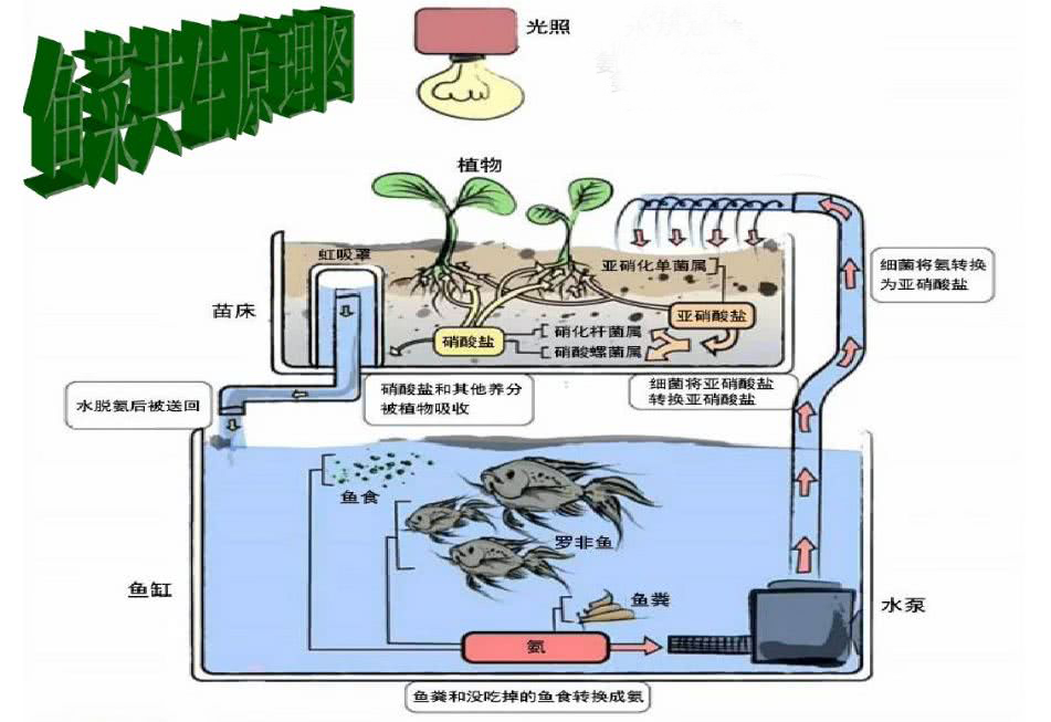 無土栽培魚菜共生系統(tǒng).jpg